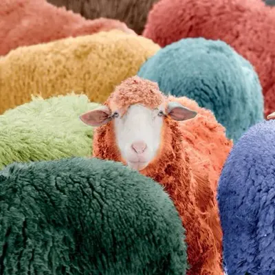 So wool